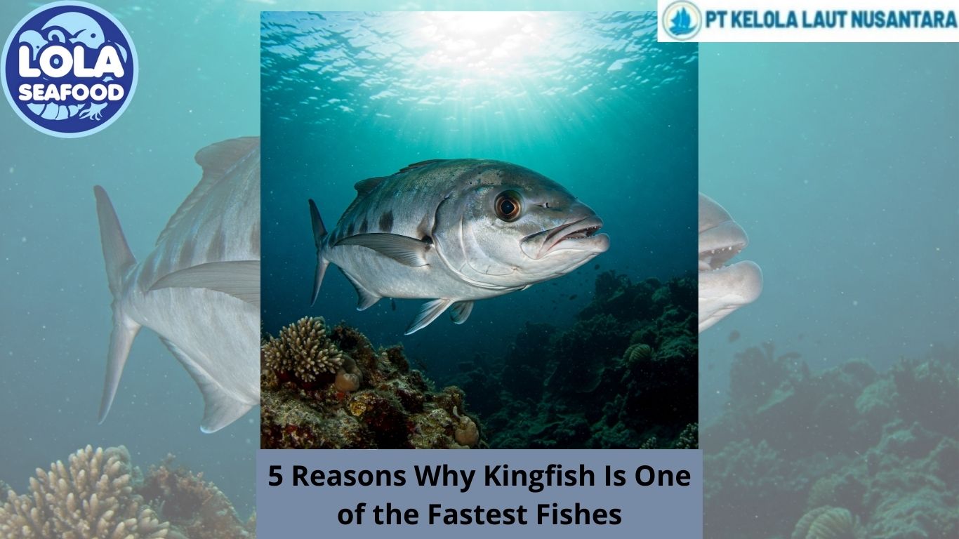 5 Reasons Why Kingfish Is One of the Fastest Fishes